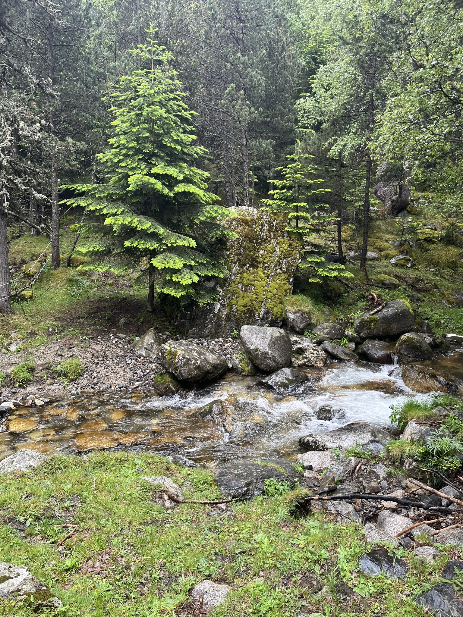 Clear water running over rocks through a green conifer forest