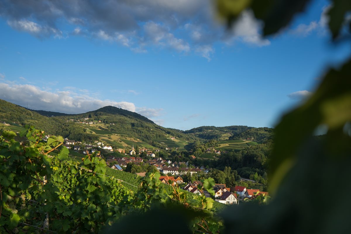 Sasbachwalden village surrounded by vineyards and wooded Black Forest hills